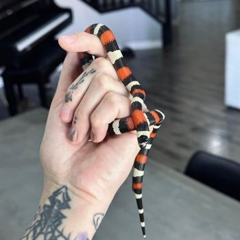 Milksnake Babies