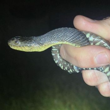 Mississippi Green Water Snake Babies