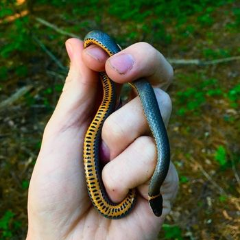 Mississippi Ringneck Snake Babies