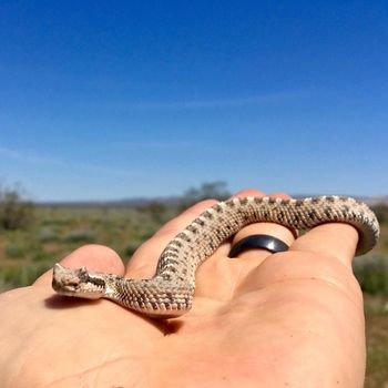 Mohave Desert Sidewinder Babies