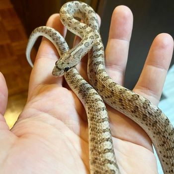 Mohave Glossy Snake Babies