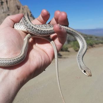 Mohave Patch-nosed Snake Babies