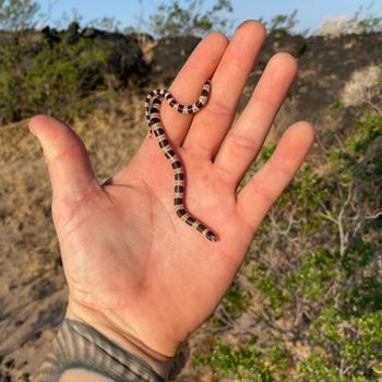 Mohave Shovel-nosed Snake Babies