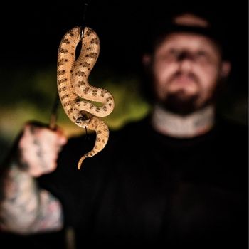 Mojave Desert Sidewinder Babies