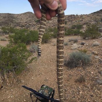 Mojave Rattlesnake Babies