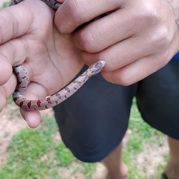 Mole Kingsnake Babies