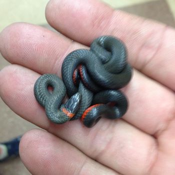 Monterey Ringneck Snake Babies