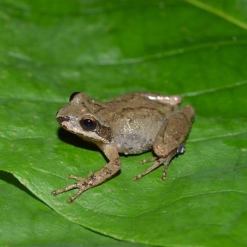 Mountain Chorus Frog Tadpole