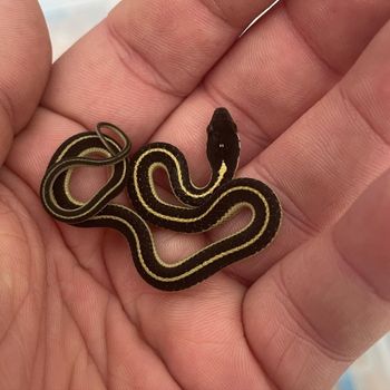 Mountain Gartersnake Babies