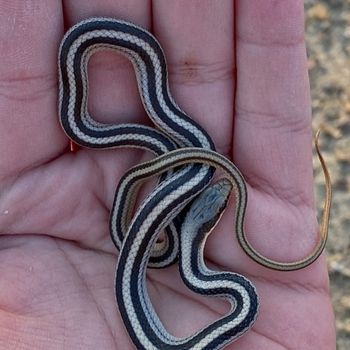 Mountain Patch Nose Snake Babies