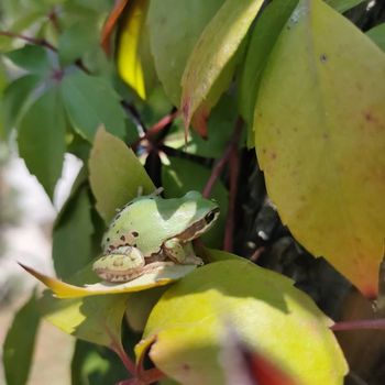 Mountain Tree Frog Tadpole