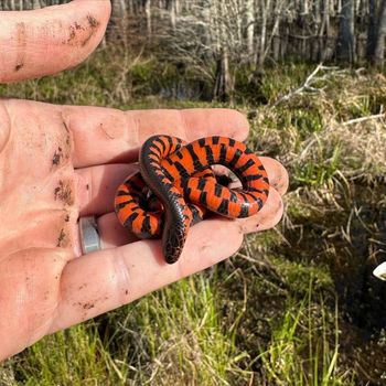 Mud Snake Babies