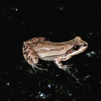 New Jersey Chorus Frog Tadpole
