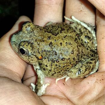 New Mexican Spadefoot Toad Tadpole
