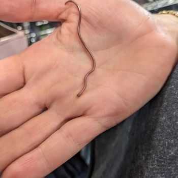 New Mexico Blind Snake Babies