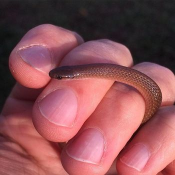 New Mexico Threadsnake Babies