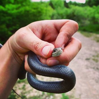 North American Blue Racer Babies