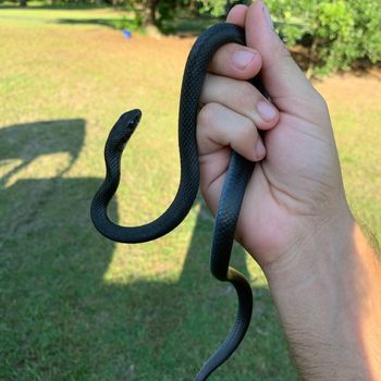 Northern Black Racer Babies