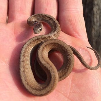 Northern Brown Snake Babies