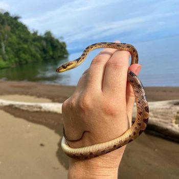 Northern Cat-eyed Snake Babies