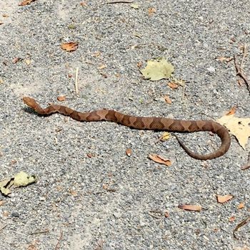 Northern Copperhead Babies