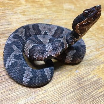 Northern Cottonmouth Babies