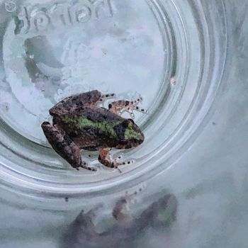 Northern Cricket Frog Tadpole