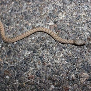 Northern Desert Night Snake Babies