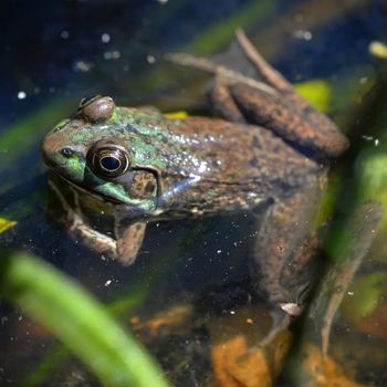 Northern Green Frog Tadpole