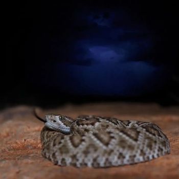 Northern Mohave Rattlesnake Babies