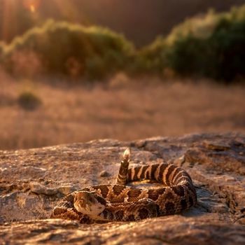 Northern Pacific Rattlesnake Babies