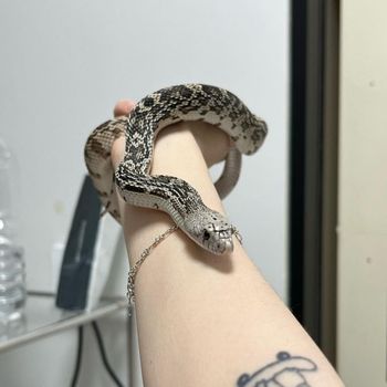 Northern Pine Snake Babies