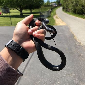 Northern Racer Babies