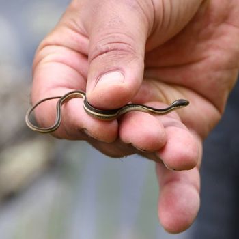 Northern Ribbon Snake Babies