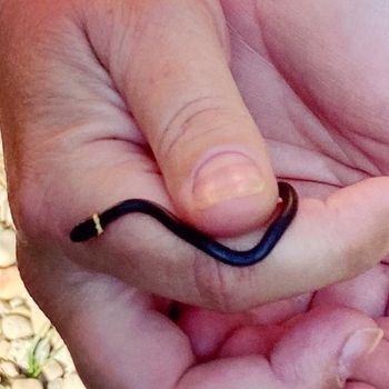 Northern Ringneck Snake Babies