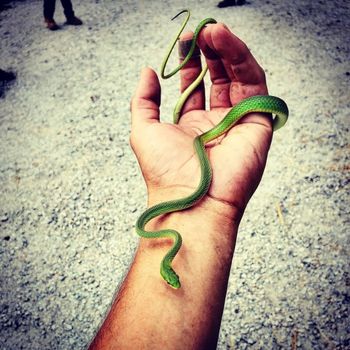 Northern Rough Green Snake Babies