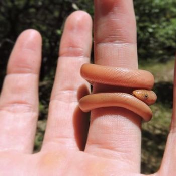 Northern Rubber Boa Babies