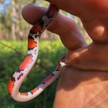 Northern Scarlet Snake Babies