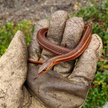 Northwestern Garter Snake Babies