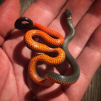 Northwestern Ringneck Snake Babies