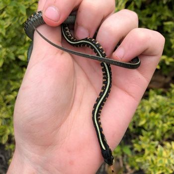 Oregon Gartersnake Babies