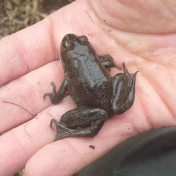 Oregon Spotted Frog Tadpole