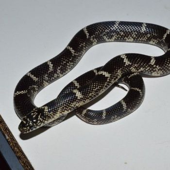 Outer Banks Kingsnake Babies