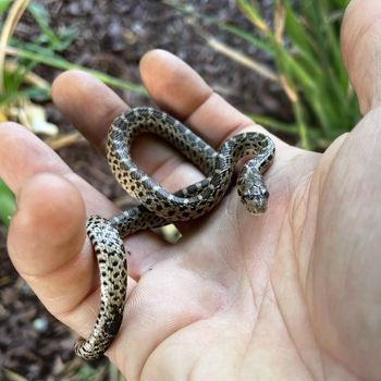 Pacific Gophersnake Babies