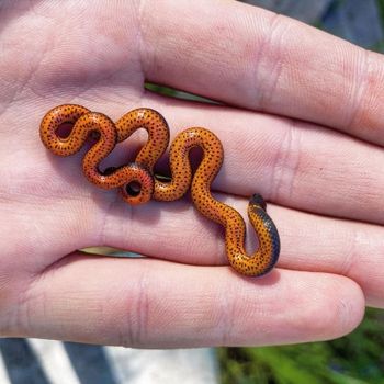 Pacific Ringneck Snake Babies