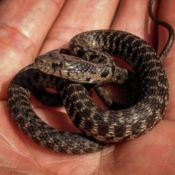 Pacific coast aquatic garter snake Babies