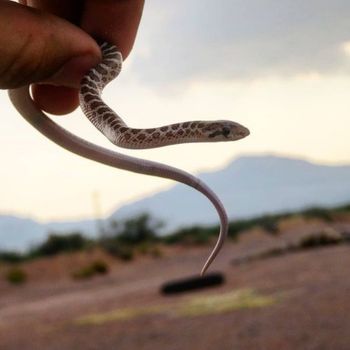 Painted Desert Glossy Snake Babies