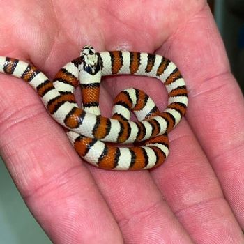 Pale Milksnake Babies