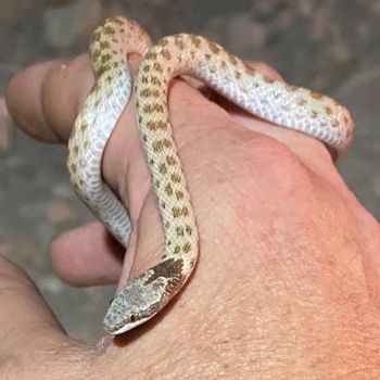 Panamint Rattlesnake Babies