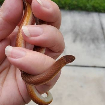 Pine Woods Littersnake Babies